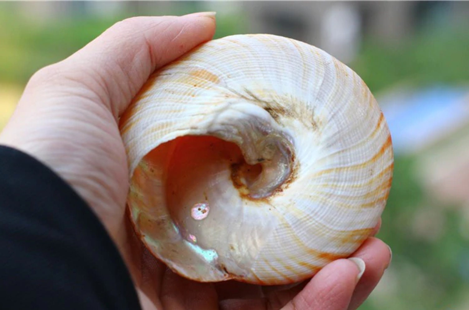 Natural Nautilus Seashell: Rare Conch Shell for Home Decor (6-8CM) - Etsy