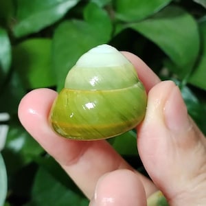 Naturalne zielone muszle ślimaków morskich | Dekoracja akwarium, rzadki okaz (2 szt., 3-4 cm)