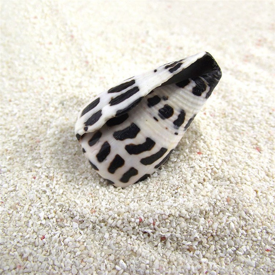 5pcs Natural Small Conch Shells Colorful New Style Home Etsy