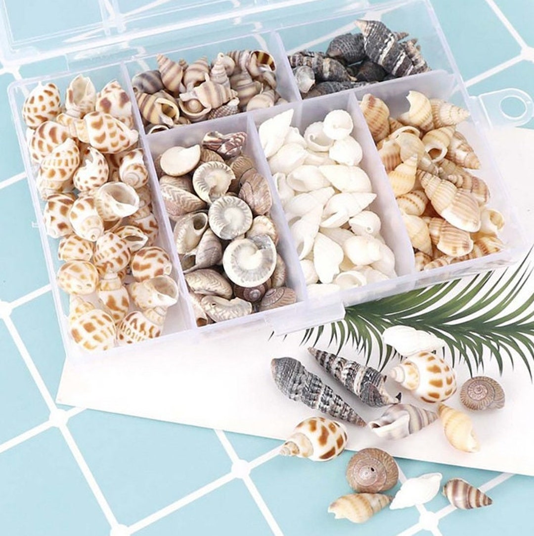 Natural Small Conch Shells Natural Conch Seashells 1 BOX Natural Conch