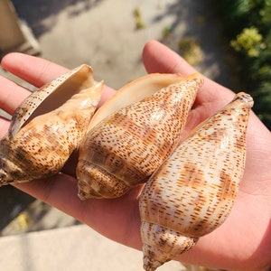 5-9cm Natural Spot Conch Shell Snail, Natural Conch Nautilus shell starfish Craft Decoration, Natural Seashells for home Decoration