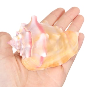 rare Natural Pink Shell Conch Coral Sea Snail, Chinese Sea Snail Natural Shell Fish Tank Seashell Aquarium Home Decor