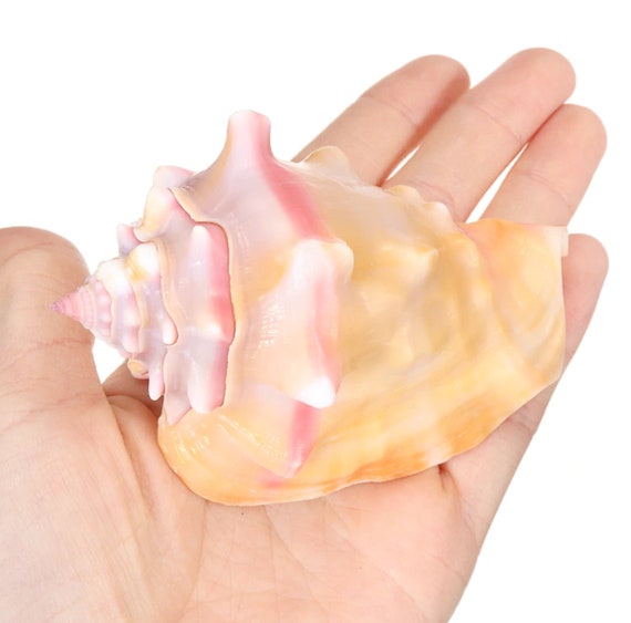 1～2個のピンク色の巻き貝の天然貝殻水槽用装飾品 - Etsy 日本