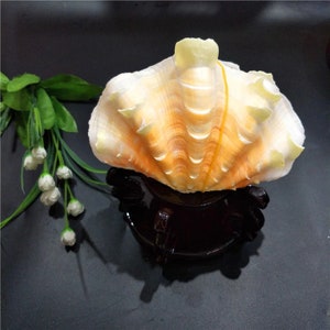 Concha Tridacna Grande: Caracola Marina Natural, Decoración del Hogar (16-22 cm)