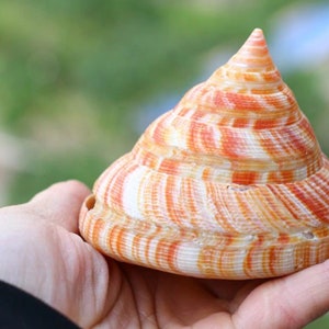 Coquillage Nautilus naturel : coquillage rare pour la décoration intérieure (6-8 cm)