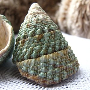May include: A green and brown seashell with a textured surface. The shell is shaped like a cone and has a pointed tip.