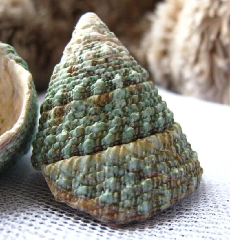 May include: A green and brown seashell with a textured surface. The shell is shaped like a cone and has a pointed tip.