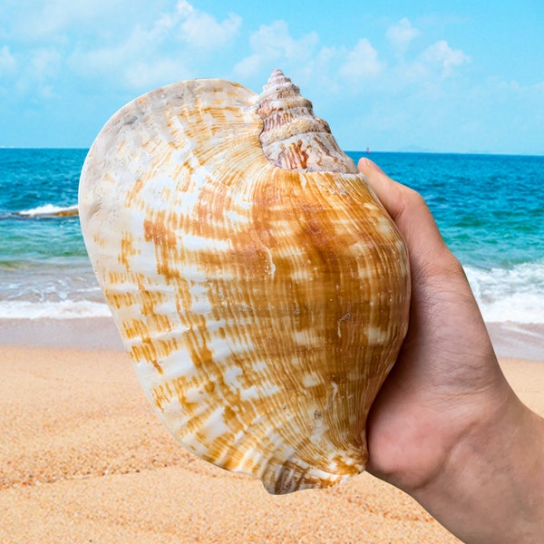 LARGE Marine 17cm Natural Large Ear Conch Snail Seashells Craft Collectibles Nautical Natural Decor Seashells home Decoration