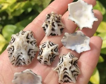 May include: A collection of six white seashells with black markings. The shells are star-shaped and have a smooth, glossy finish.