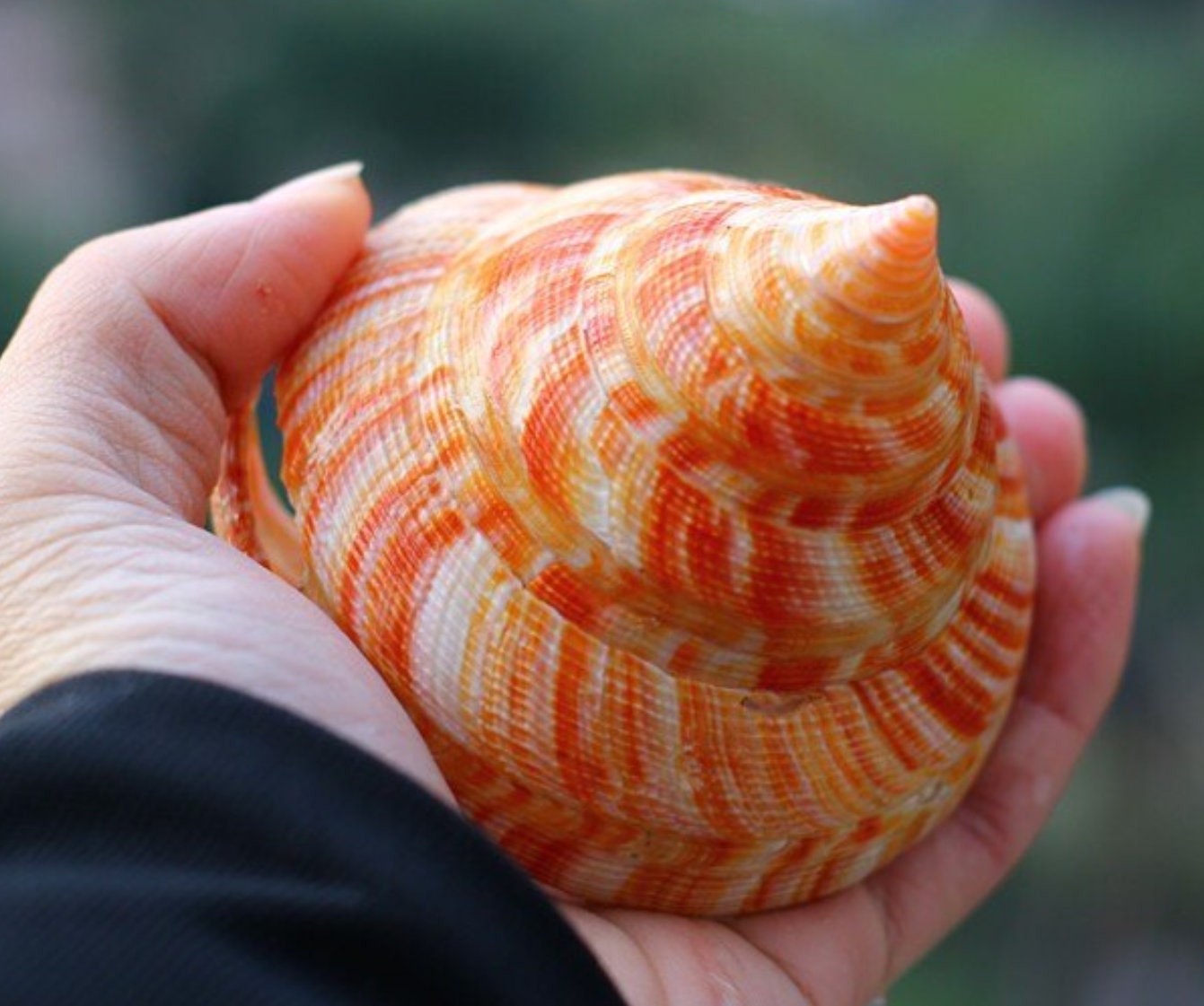 Natural Nautilus Seashell: Rare Conch Shell for Home Decor (6-8CM) - Etsy