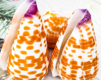 May include: Three cone-shaped seashells with a white and orange patterned design. The shells have a purple interior.