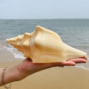 AAA LARGE Natural conch shells decorate,17-20cm Large Natural Conch Shell Coral Pearl Mussel Clam Double-sided Seashell