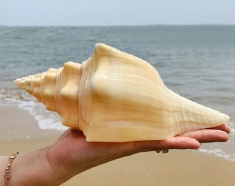 Extra Large Giant Clam Shell Half Very Rare Unique Real Sea Shell  Decorative Display Specimen Free USA Shipping 