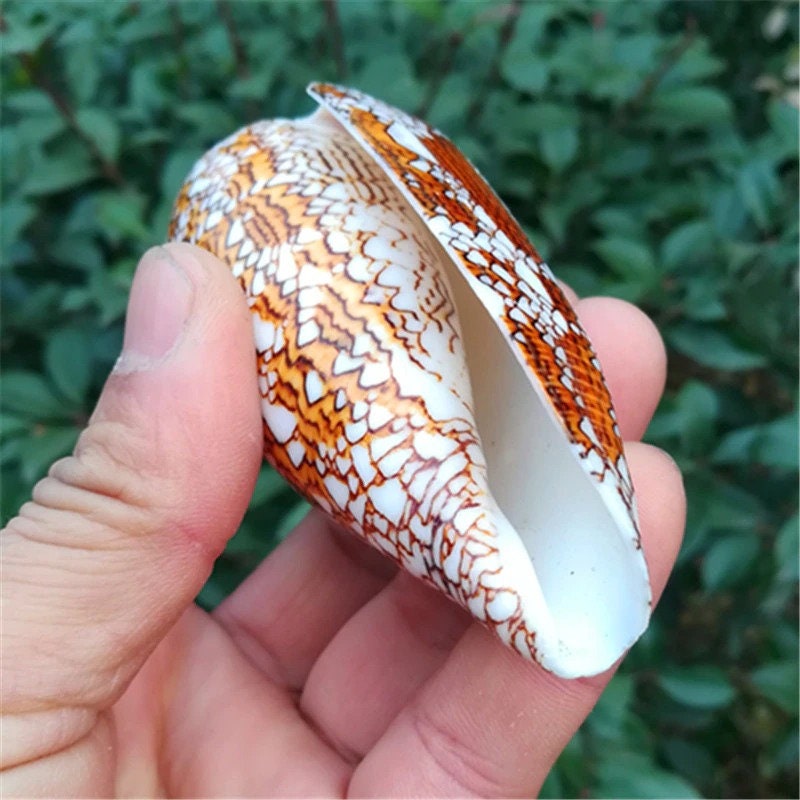 2 Natural Textile Cone Shells: Aquarium Decor (7-9cm) - Etsy