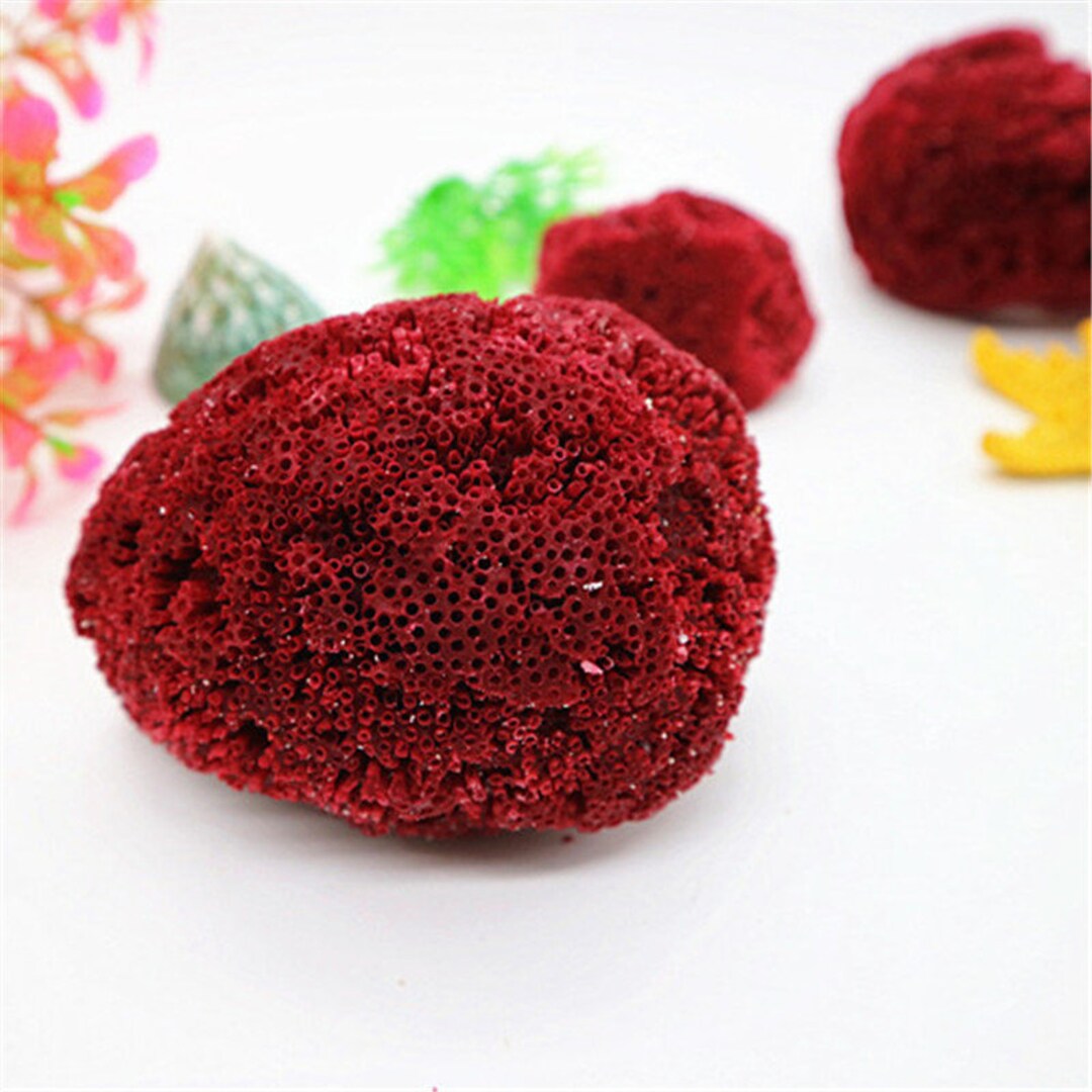 3-14cm Rare Natural Conch Shells Sea Red Coral Fish Tank Aquarium ...