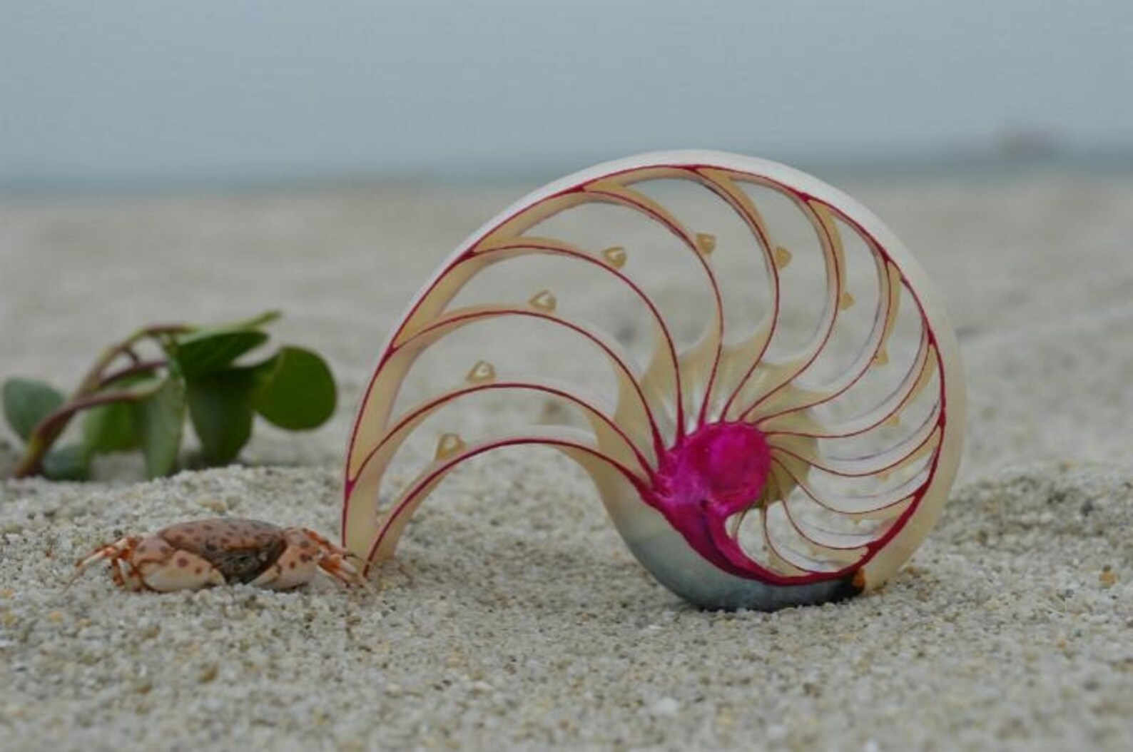 Extremely rare Natural conch shell snails aquarium home Etsy