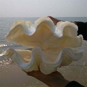 Marine Sea Decor Giant Clam Tridacna Big Conch | Natural Craft Ornaments Shell Decoration | Natural Formosa SEASHELL Tridacna