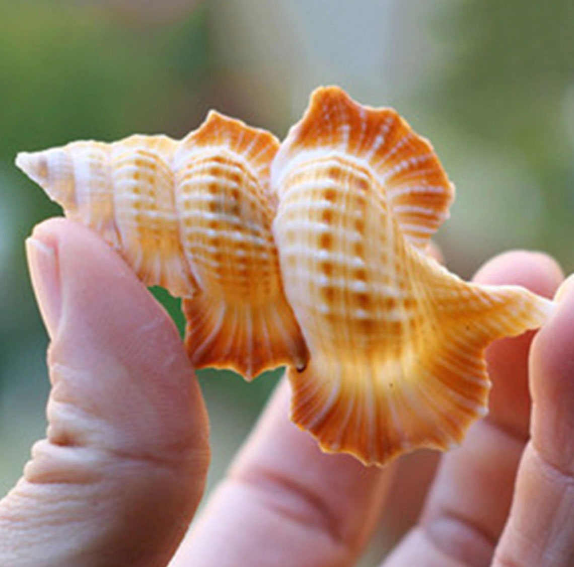 Natural Conch Shell Natural Conch Shell Fish Tank Aquarium Etsy UK