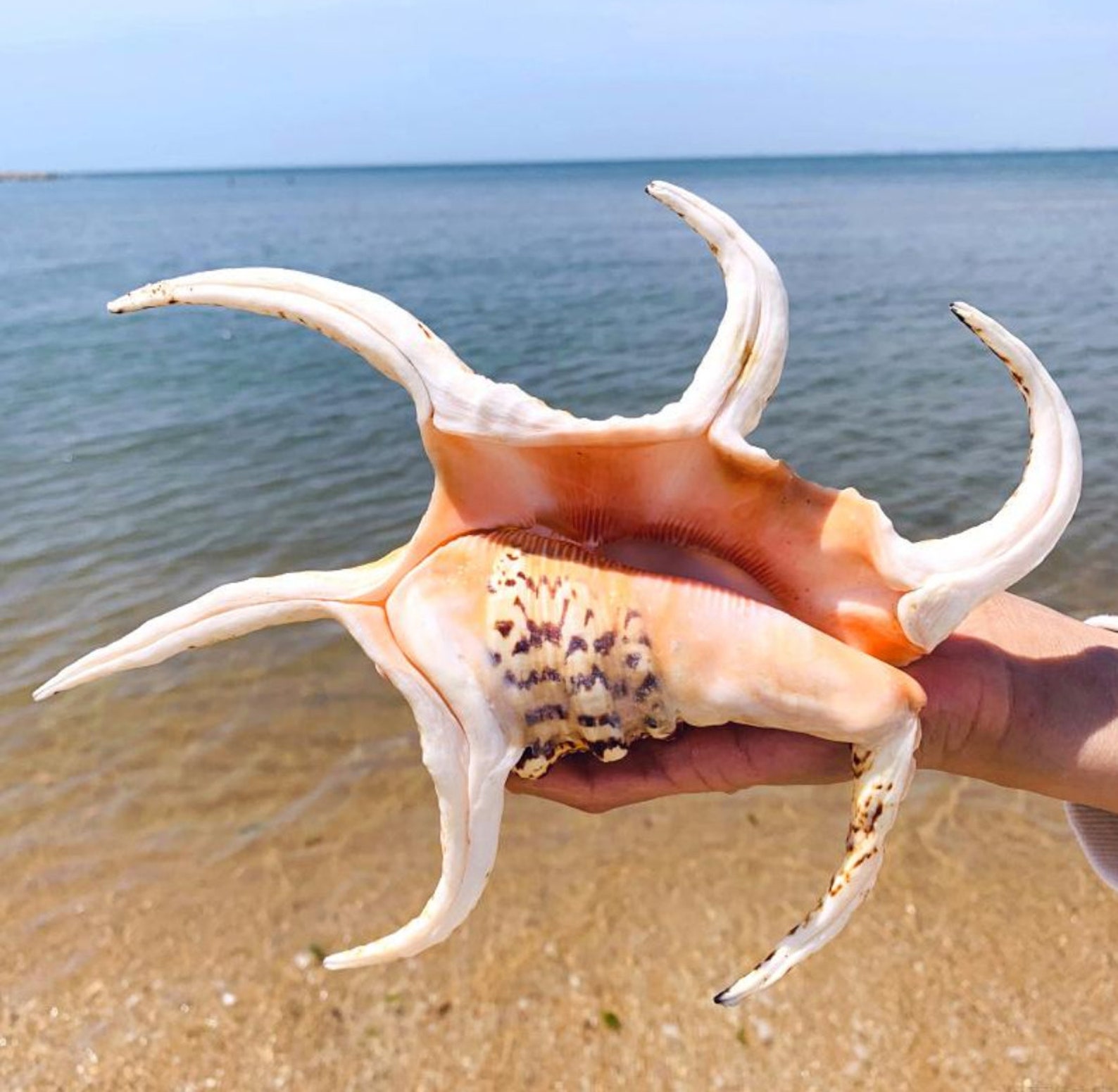 Rare 1215 Cm Natural Large Conch Shells Natural Water Conch Etsy