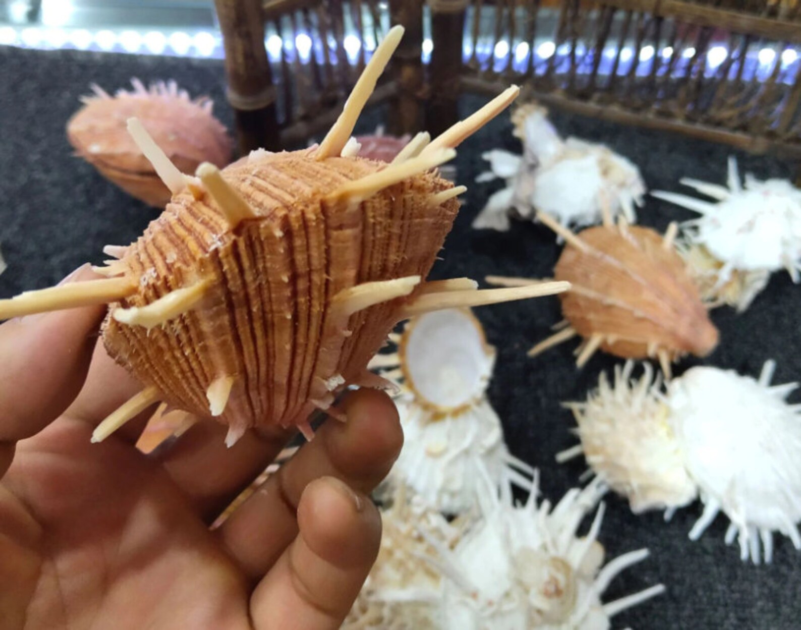 0713cm LARGE Natural Conch Shells Fish Tank Aquarium Etsy