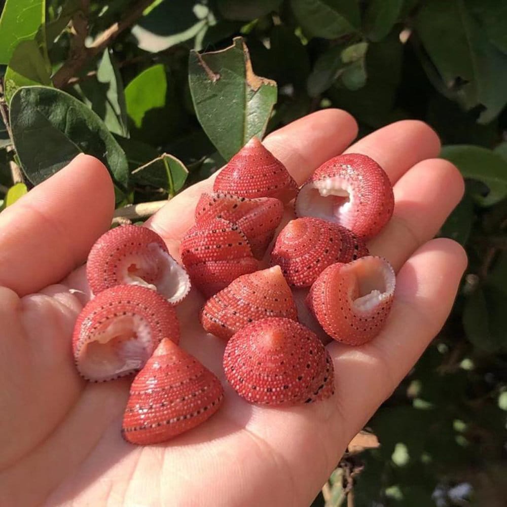 Lot De Coquillages Artisanaux Naturels Cumingi – Décoration Abricot Et Fraise SS-254