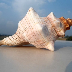 Large Natural Conch Shell: Aquarium & Photography Prop
