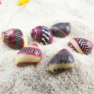 May include: Six small seashells with a pink, white and black striped pattern. The shells are arranged on a white sandy surface.