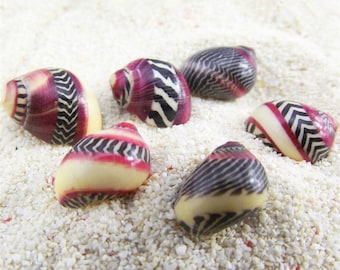 Colorful Conch Shells: Natural Home Decor, Art Design (10pcs)
