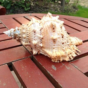 Large Natural Conch Shell: Marine Sea Decoration (25cm) - Etsy