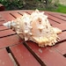 Large Natural Conch Shell: Marine Sea Decoration (25cm) - Etsy