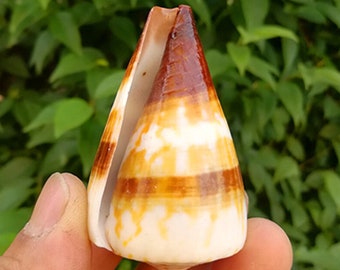 May include: A cone-shaped seashell with brown and white stripes. The shell has a pointed tip and a smooth, glossy surface.