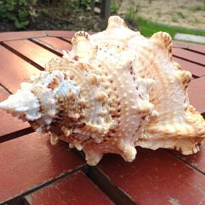 Large Natural Conch Shell: Marine Sea Decoration (25cm) - Etsy