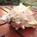 Large Natural Conch Shell: Marine Sea Decoration (25cm) - Etsy