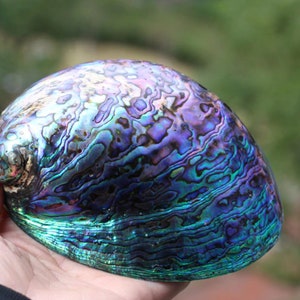 rare LARGE Abalone Shell 12-13CM, Shell Natural Shell craft Jewelry Conch, Seashell Decor, Seashells Natural home Decoration