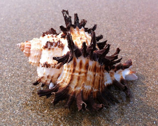 Natural Senju Conch Shell: Aquarium Landscaping Decor (8-10cm) - Etsy