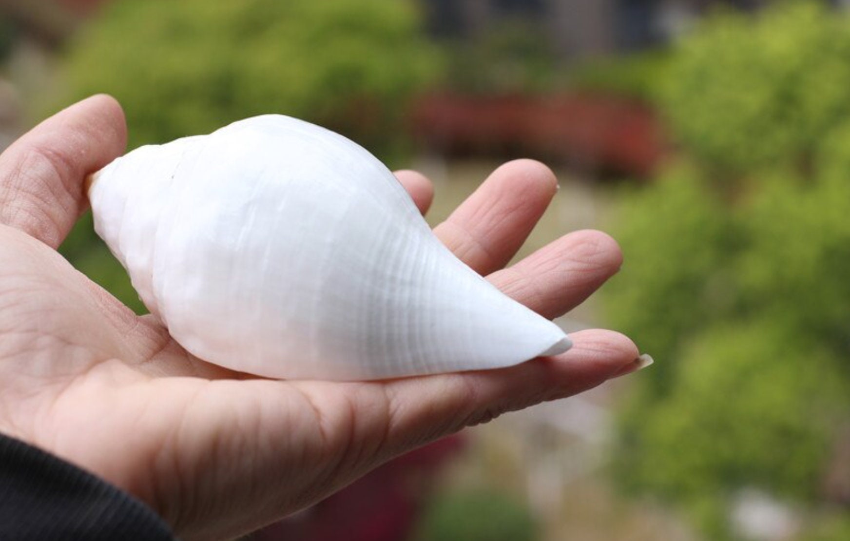 AAA Large 1214CM Natural Conch White Conch Seashell Shell Etsy UK