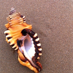 Puede incluir: Una gran concha de color beige con rayas marrones y blancas. La concha está abierta y el interior es blanco.