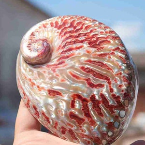 Marine Sea Decor 10-15 cm Polished Natural Conch Shells Large Bright Red Abalone Decoration Natural Decor Seashells home Decoration