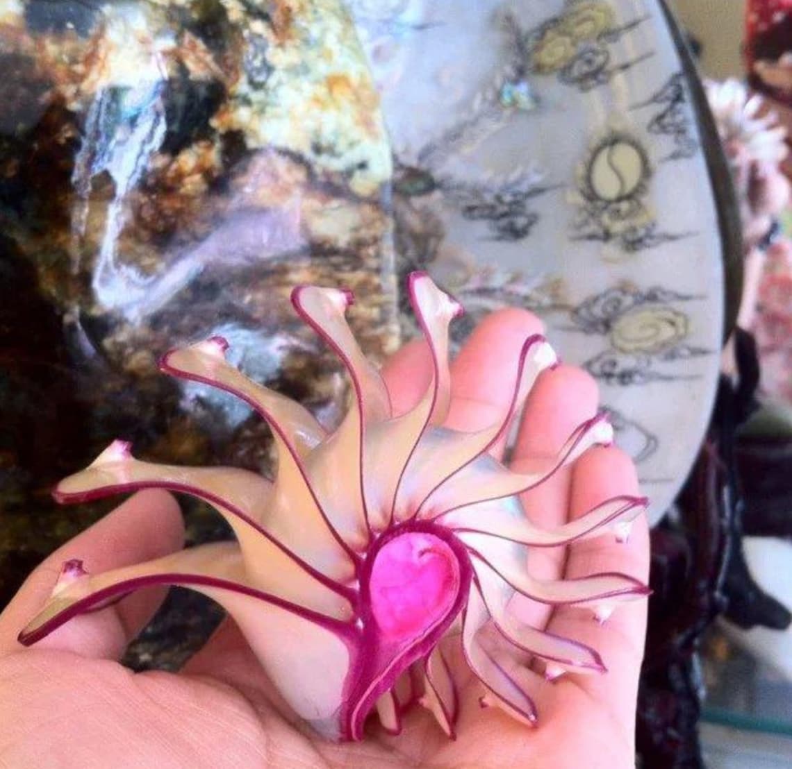 Extremely rare Natural conch shell snails Philippine Rose Etsy