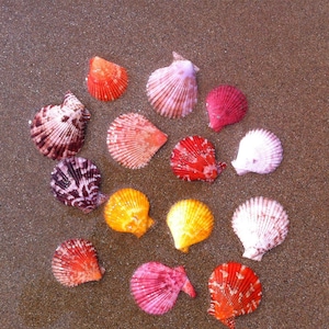 10-40pcs/lot Natural Craft Colored Scallops Seashell 3-5cm Decor Seashells Natural Decor Ornament Mediterranean Marine Decoration