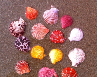 10-40pcs/lot Natural Craft Colored Scallops Seashell 3-5cm Decor Seashells Natural Decor Ornament Mediterranean Marine Decoration