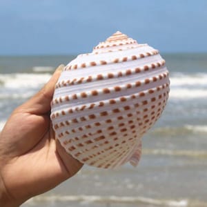 GRANDE Nuovo Lumaca di Mare Conchiglia Naturale Grande Conchiglia Serbatoio di Pesci D&#39;acquario Decorazione Rotolo Allevamento di Crostacei Conchiglia Mediterranea Arredamento Vaso