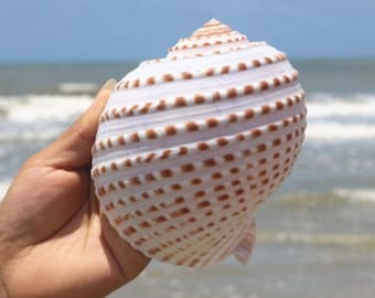 May include: A large, white seashell with brown dotted patterns and a spiral shape. The shell is held in a hand, with the ocean and sky in the background. The shell's texture and color variations are visible.