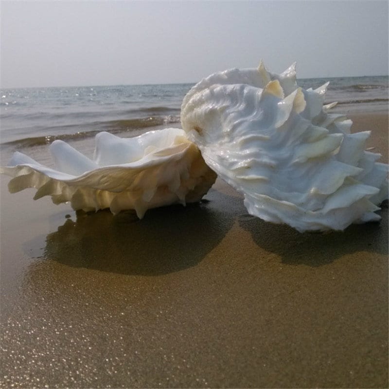 巨大なシャコガイの貝殻：天然の海の装飾、工芸品の飾り（18～20 cm