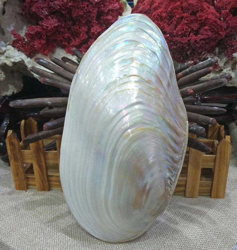 26-28cm Large Natural Conch Shell Coral Pearl Mussel Clam - Etsy