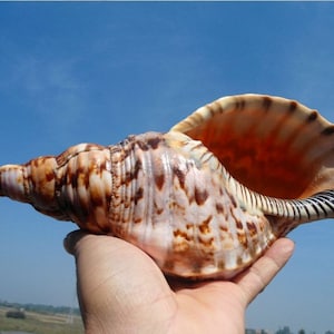 Grote natuurlijke Triton Conch-zeeschelp: zeldzaam aquariumhuisdecor (28-30 cm)
