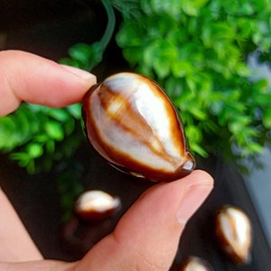 May include: A collection of brown and white seashells with a pearlescent sheen. The shells are smooth and have a natural, organic shape.