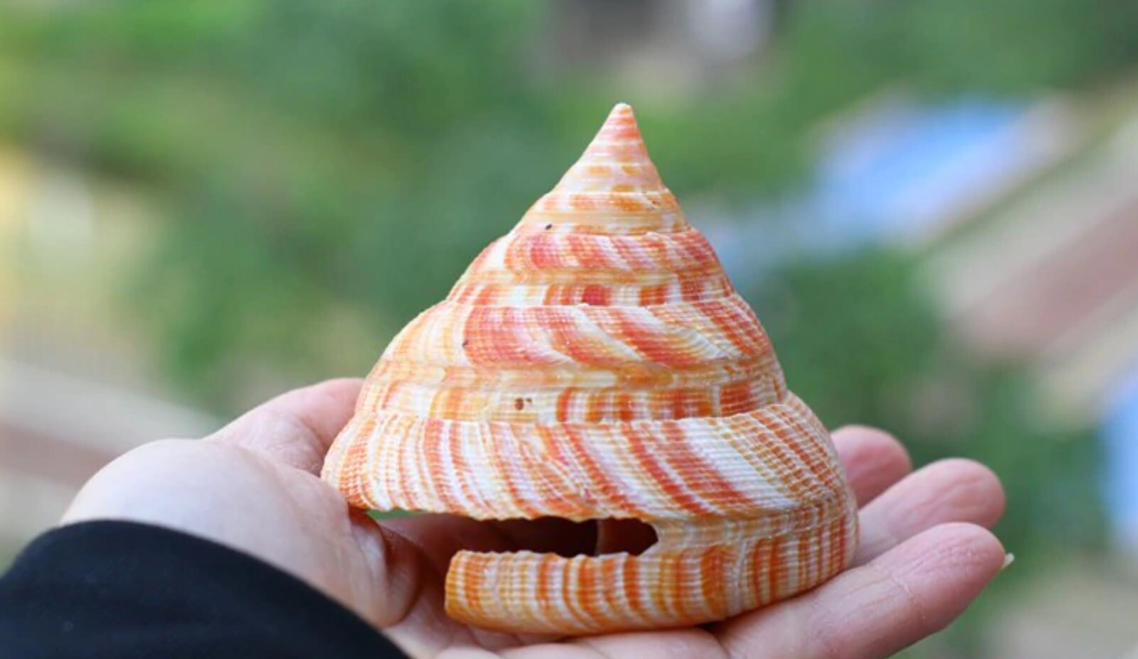Natural Nautilus Seashell: Rare Conch Shell for Home Decor (6-8CM) - Etsy