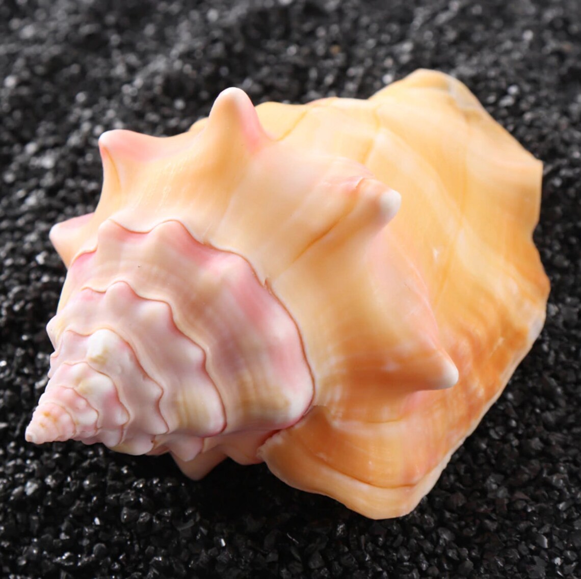 Rare Natural Pink Shell Conch Coral Sea Snail Chinese Sea Etsy