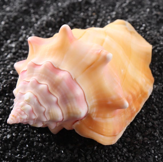 1～2個のピンク色の巻き貝の天然貝殻水槽用装飾品 - Etsy 日本